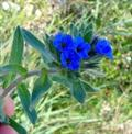 Alkanna tinctoria